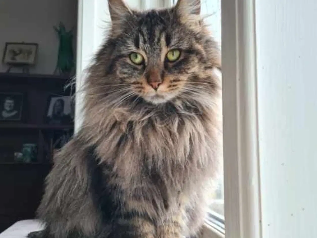 Billede 5 - 1/2 Maine coon  killinger