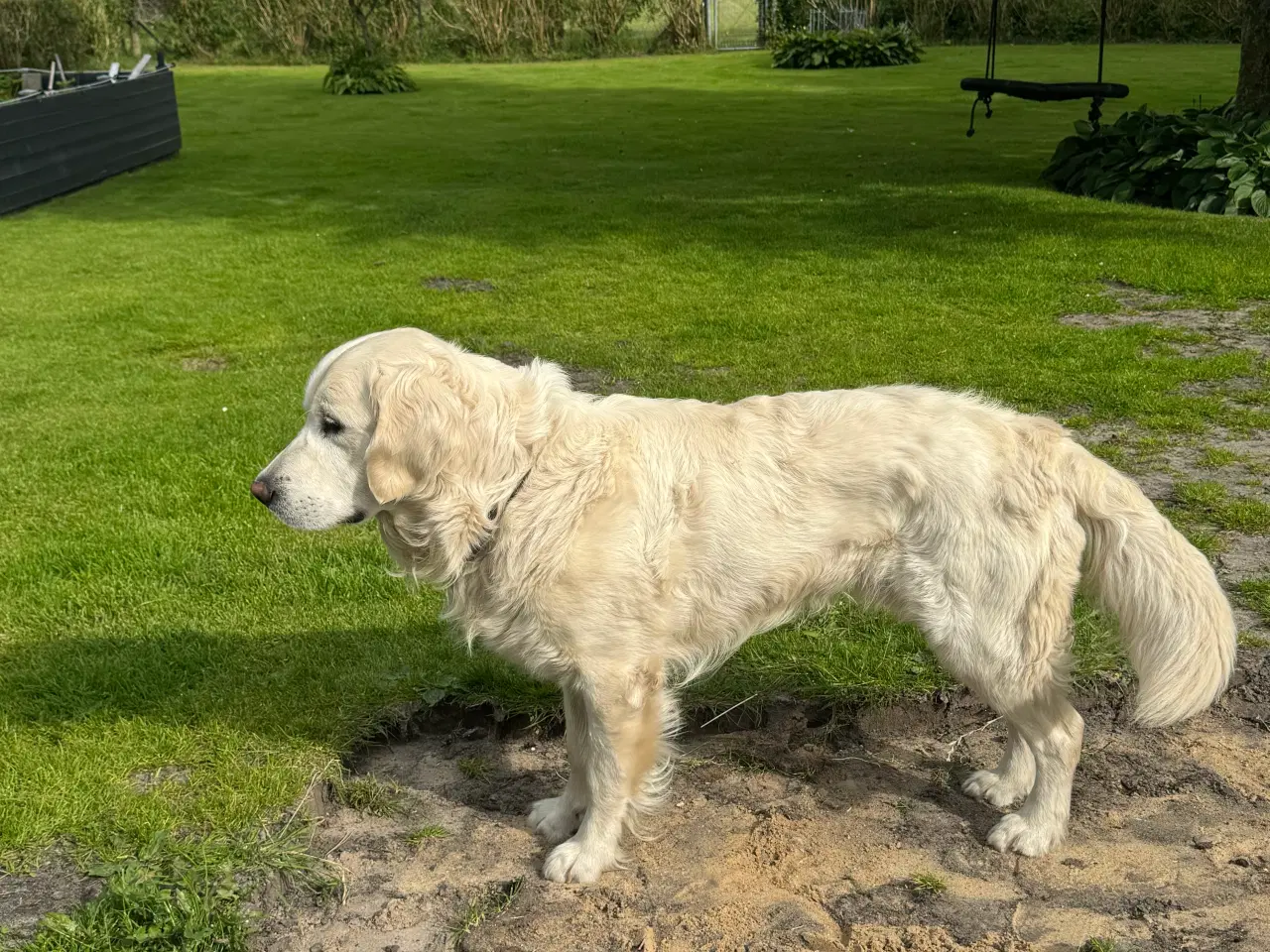 Billede 2 - Golden Retriever han tilbydes til avl 