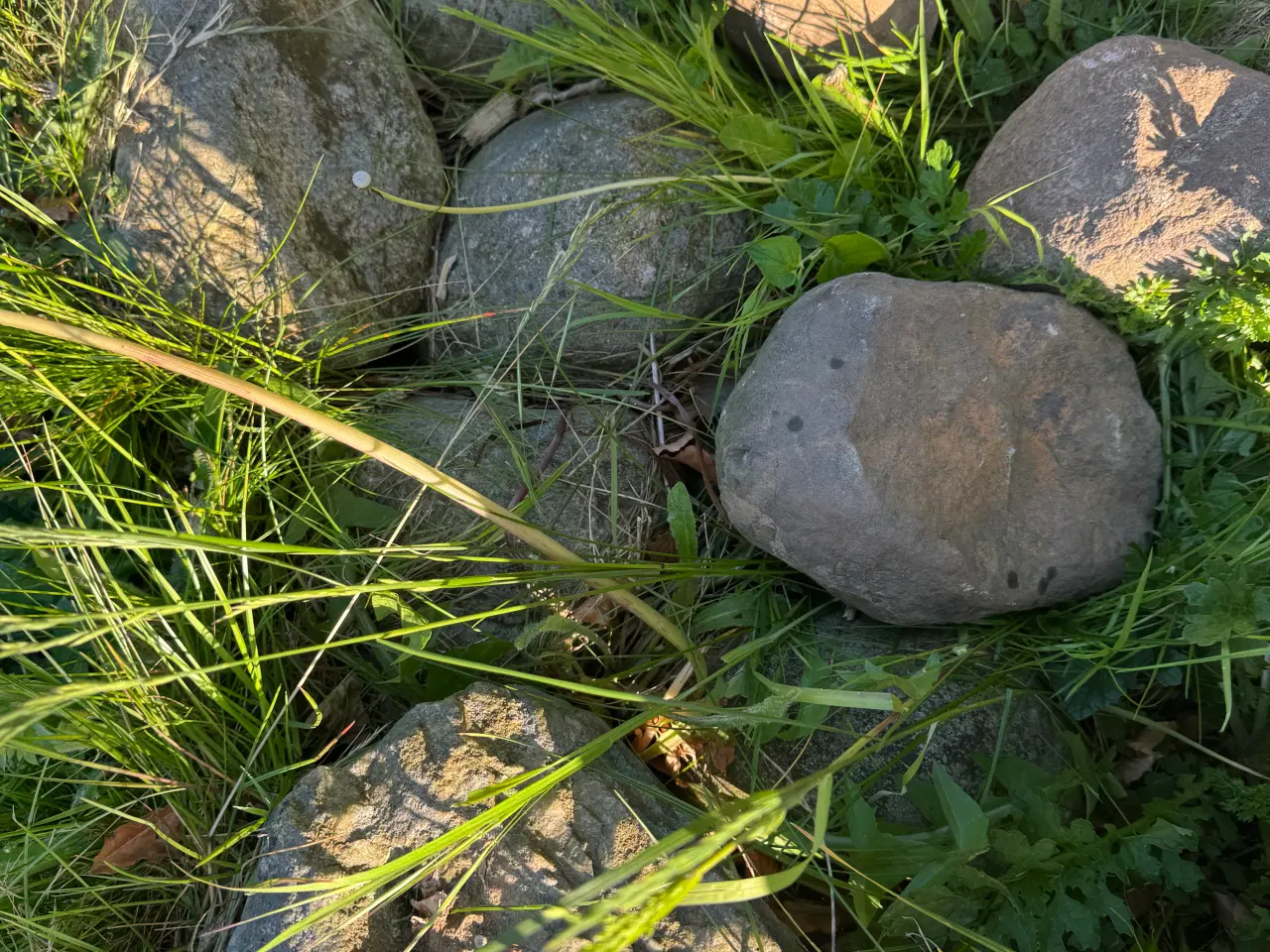 Billede 2 - Havesten