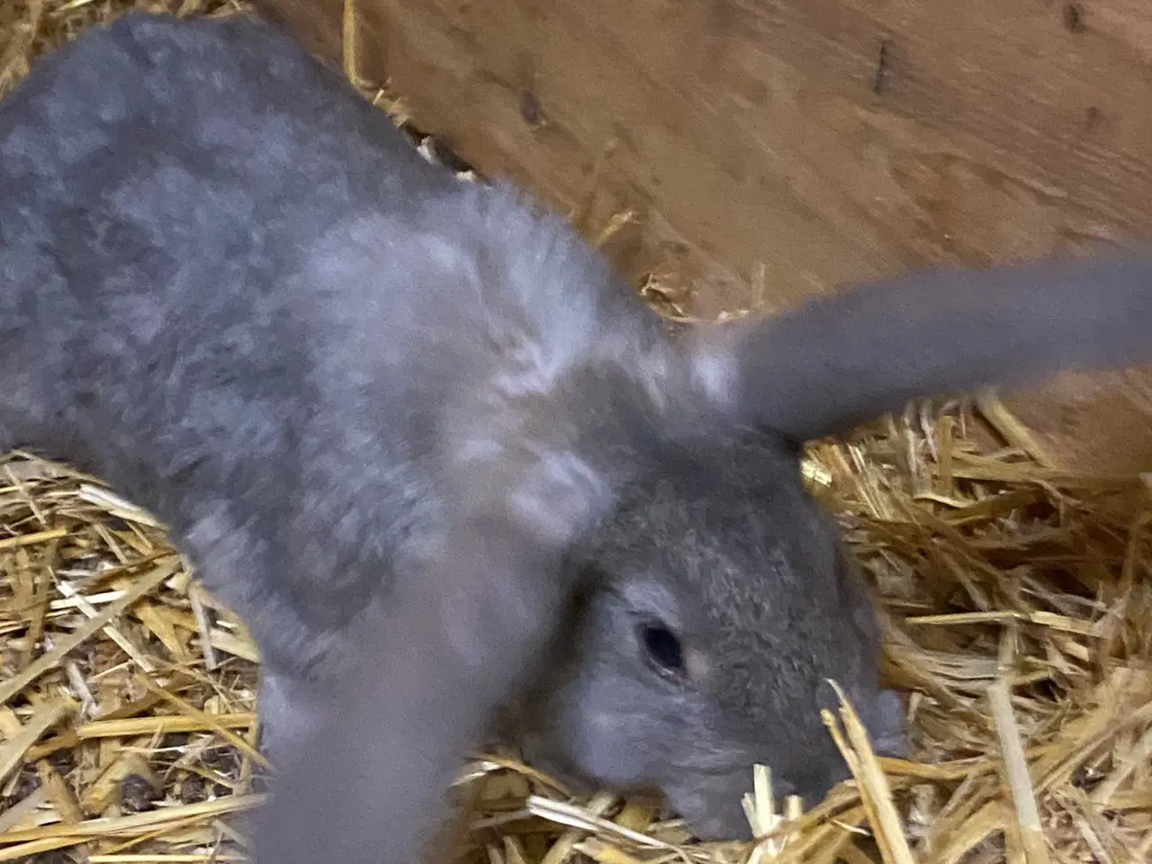 Billede 6 - Fransk vædder blanding