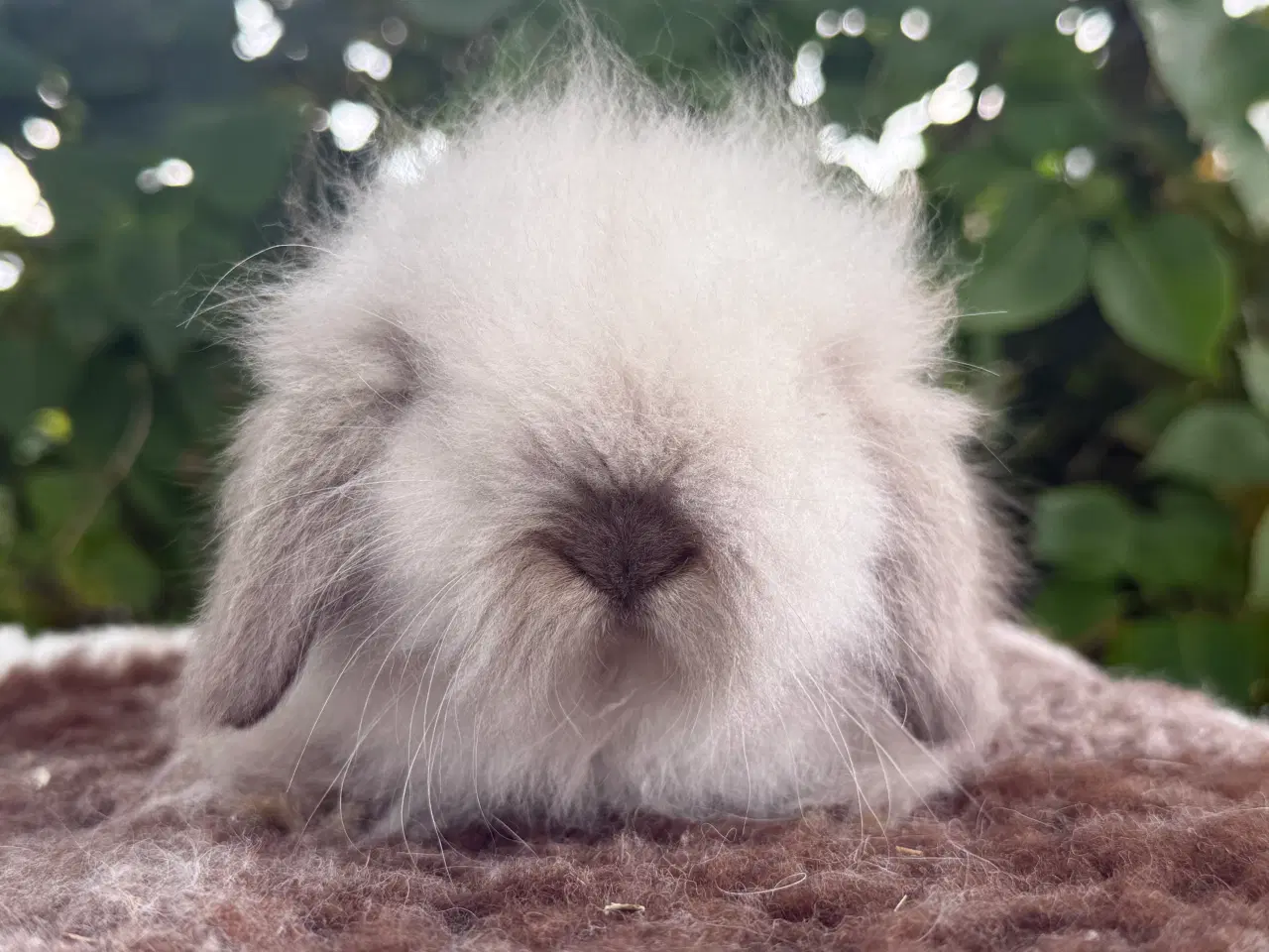 Billede 2 - Mini lion lop pige