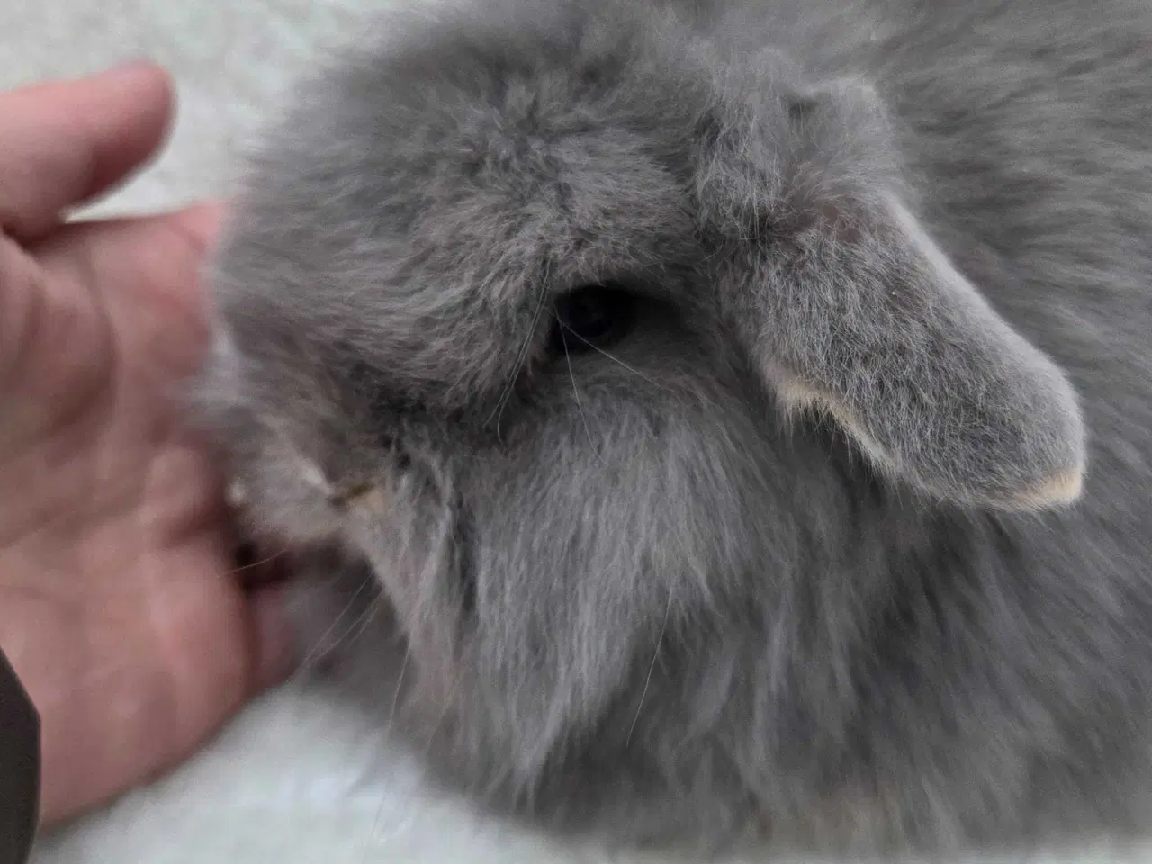 Billede 1 - Tamme lionlop / minilop unger