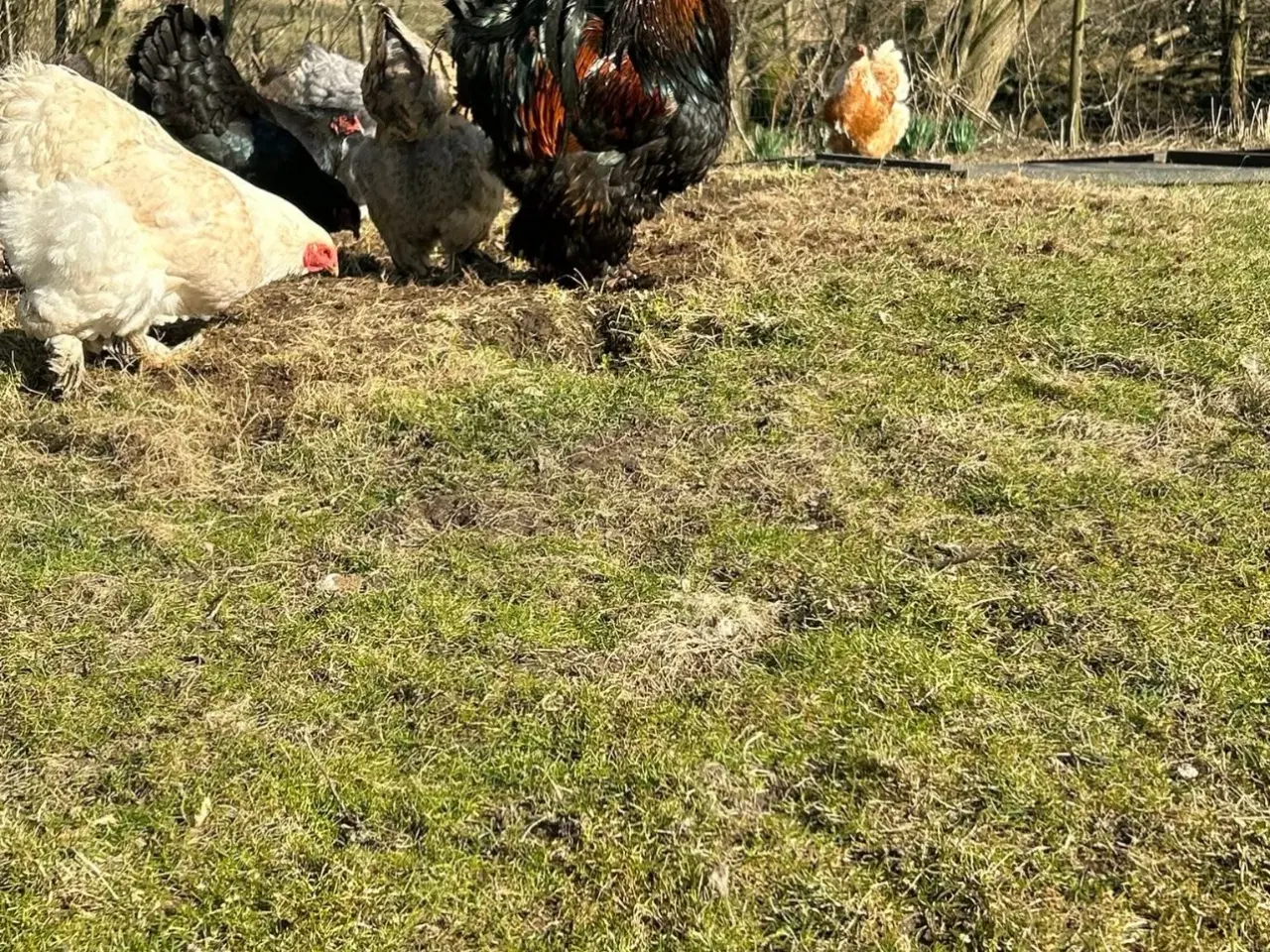 Billede 4 - Brahma rugeæg fra blandet flok