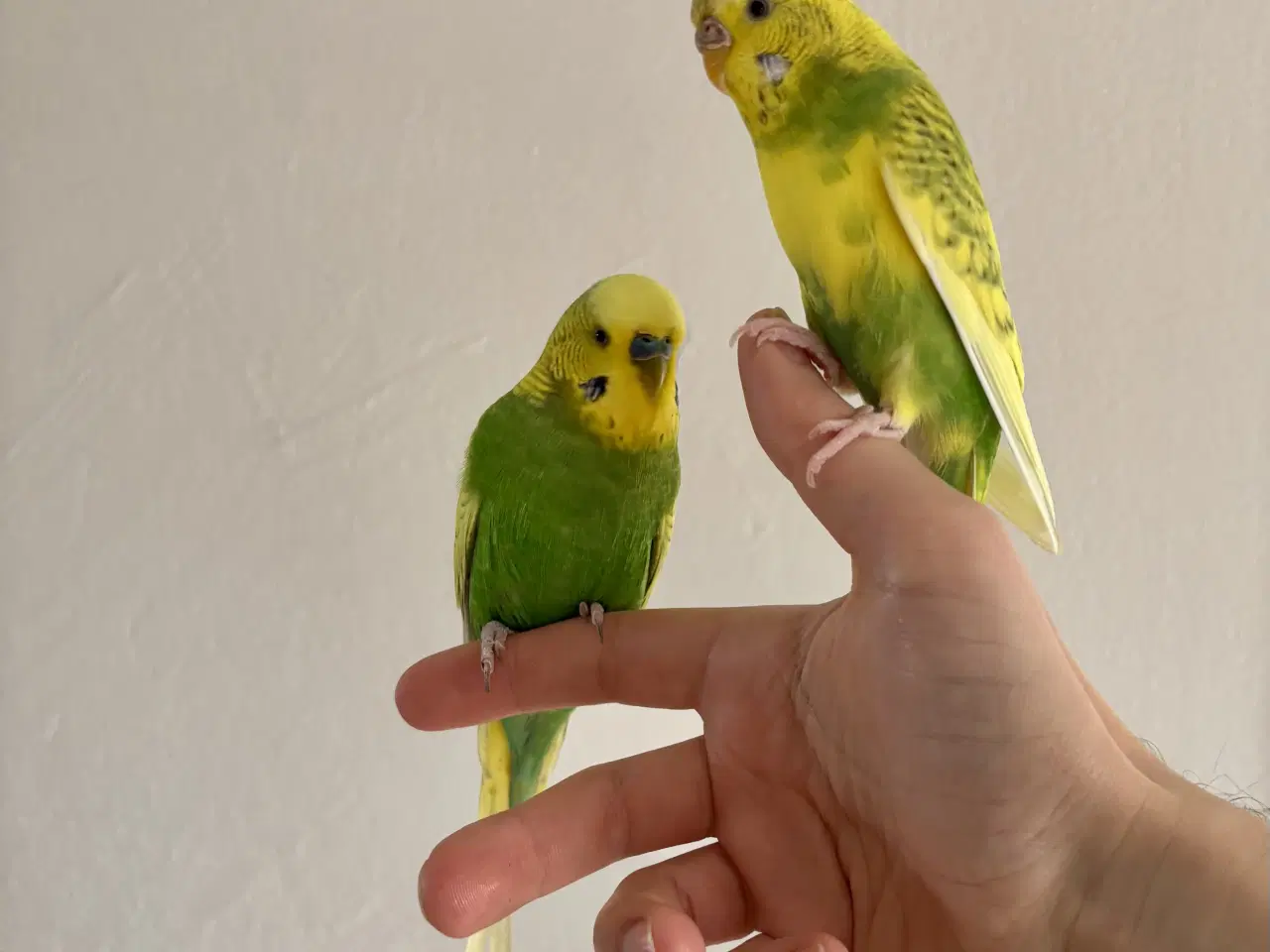 Billede 1 - Sød og håndtam undulatpar sælges