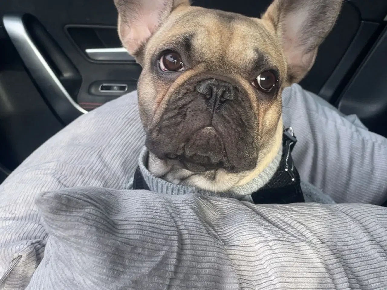 Billede 4 - Fransk Bulldog 