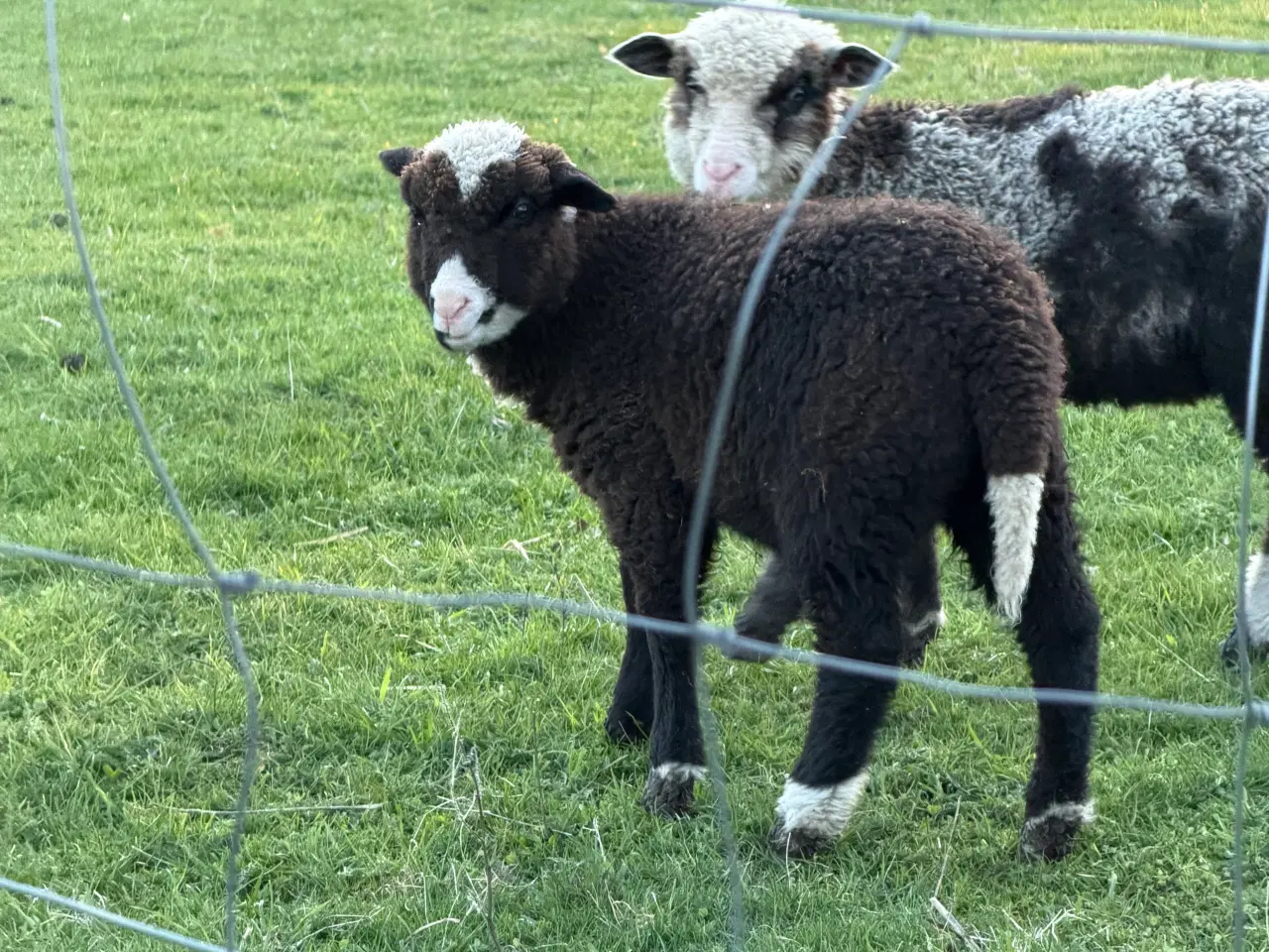 Billede 3 - 🐑 Lam sælges – ikke til slagt, men til liv! 