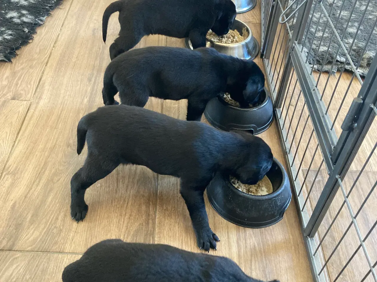 Billede 3 - Labrador 