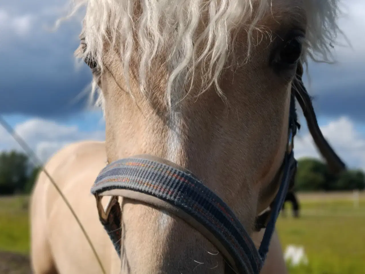 Billede 9 - Smuk Welsh Partbred pony. Født 19.05.23 