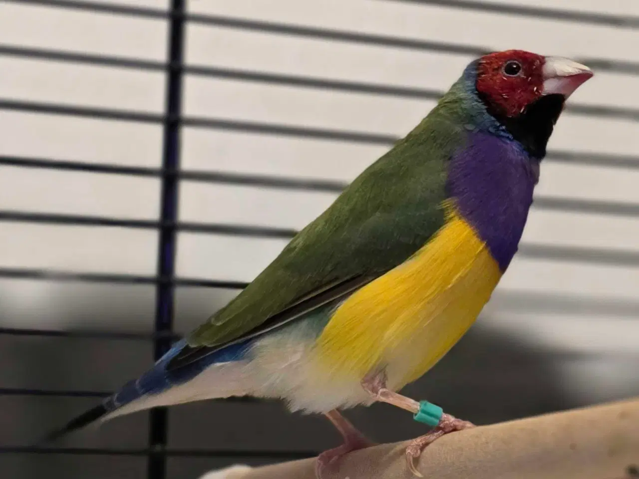 Billede 3 - Flotte fyr byttes