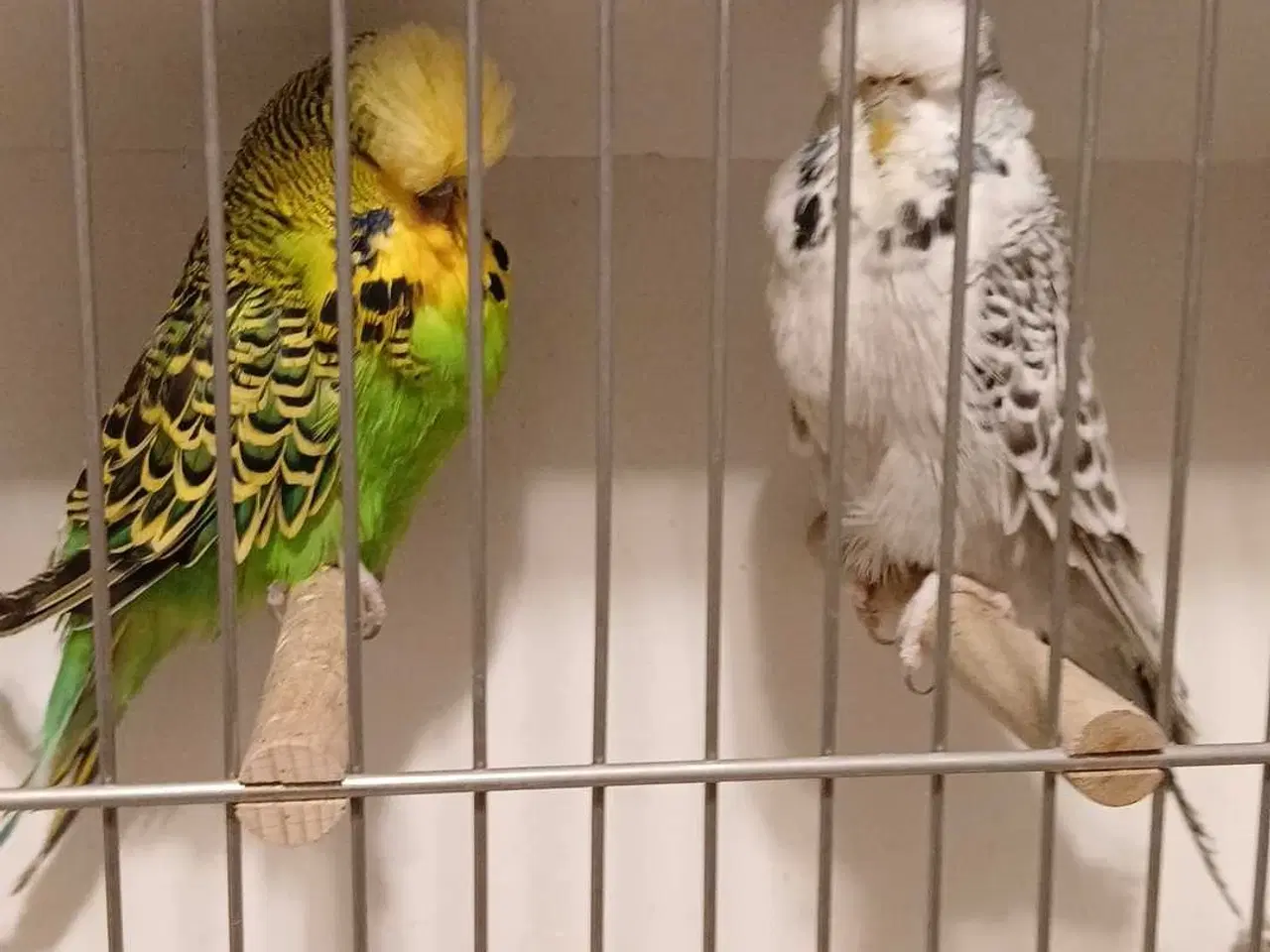 Billede 7 - Engelske undulater 