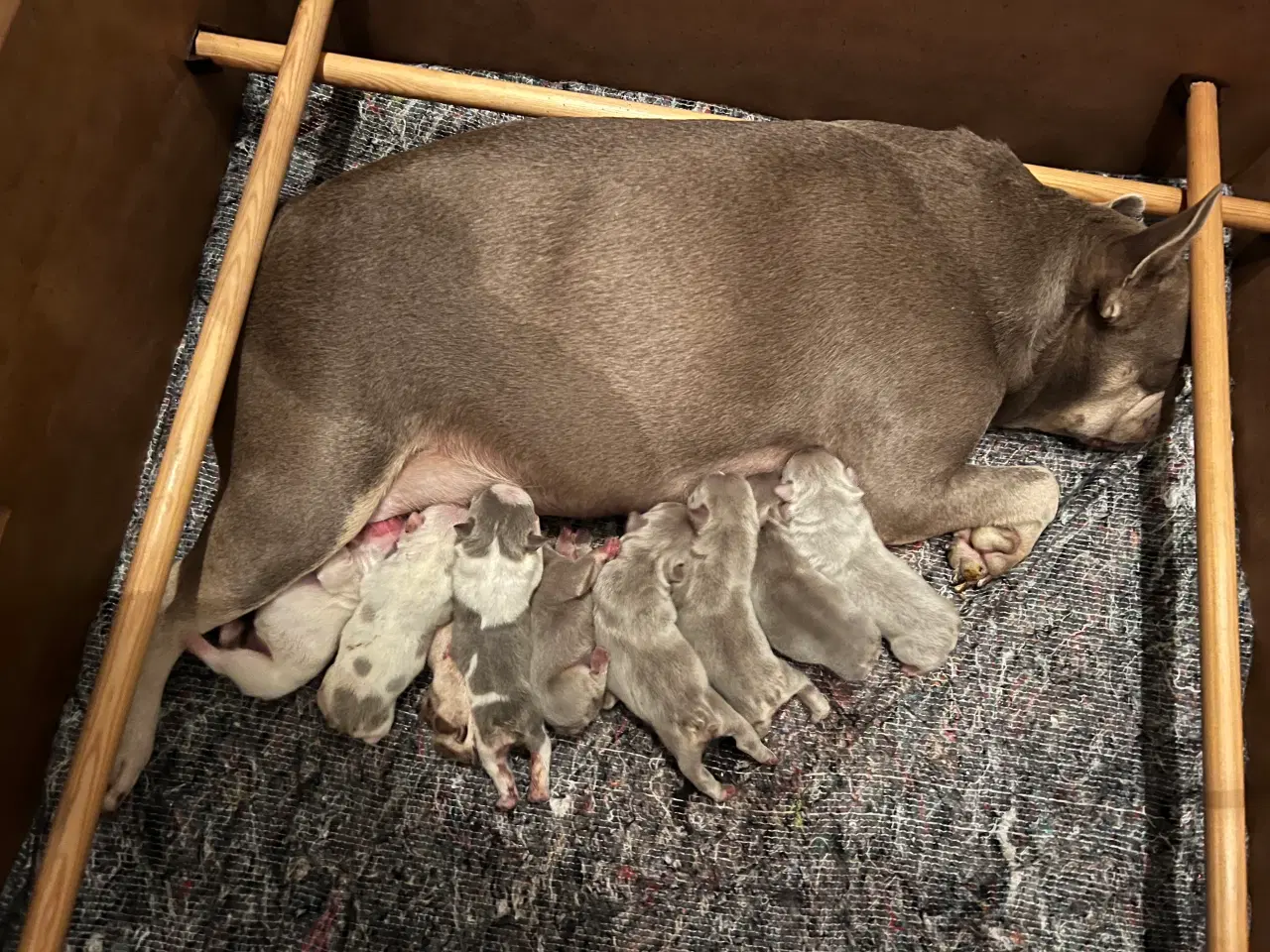 Billede 2 - Fransk bulldog hvalpe m stamtavle fra Avlsgodkende