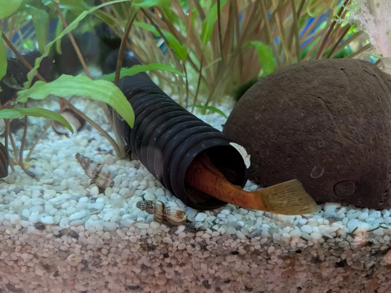 Billede 5 - 90 L akvarium inkl. bord, fisk, planter mm.