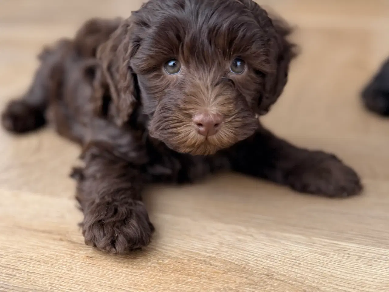 Billede 4 - Chokolade brune Havapoo drenge