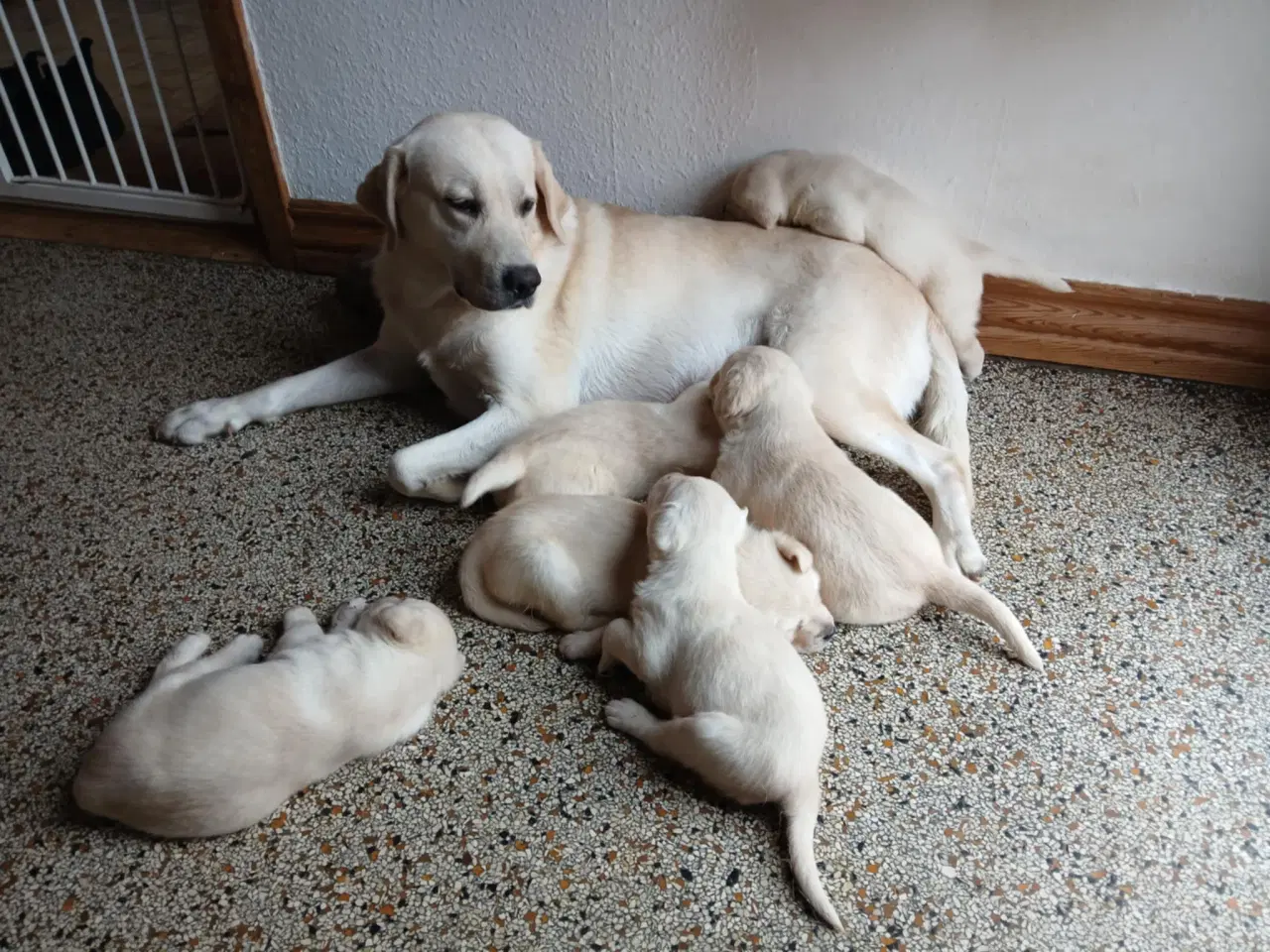 Billede 5 - Gule Labrador hvalpe