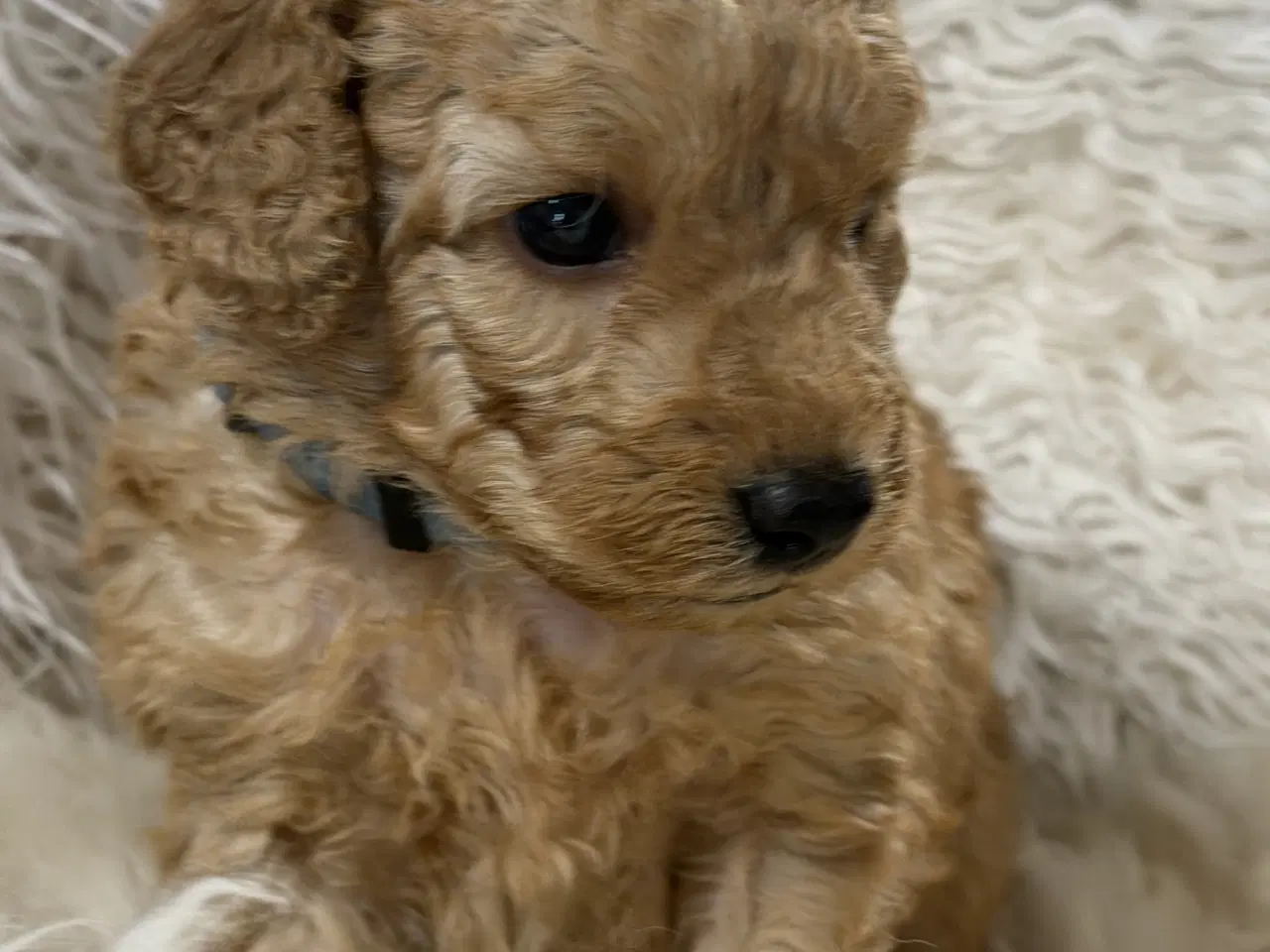 Billede 7 - Smukke mini Labradoodle ❤️🐾