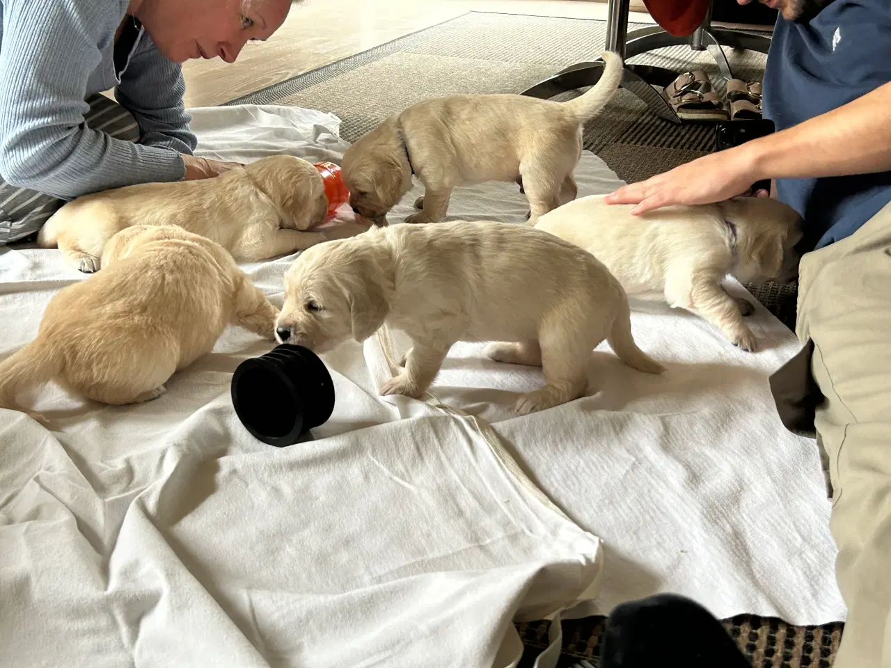 Billede 5 - Skønne gyldne Golden Retriever hvalpe