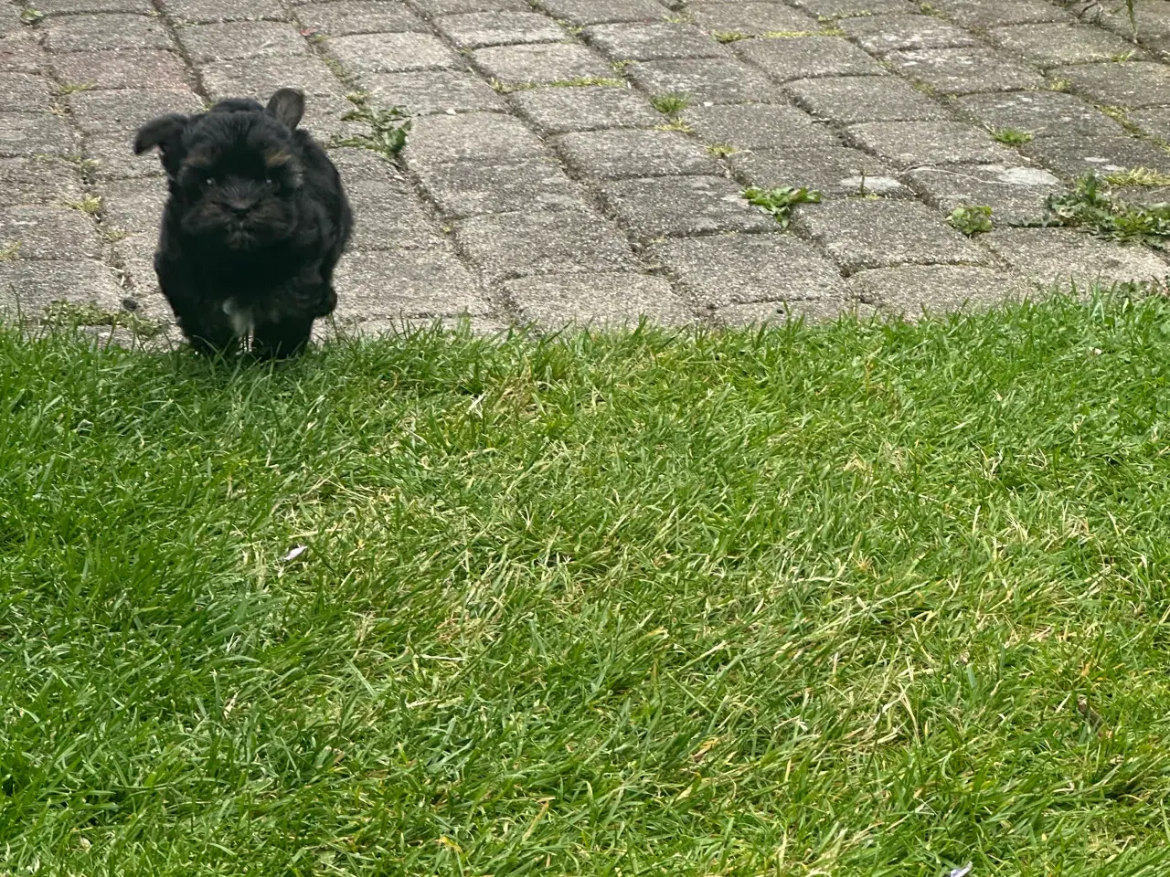 Billede 6 - Yorkshire terrier mini 
