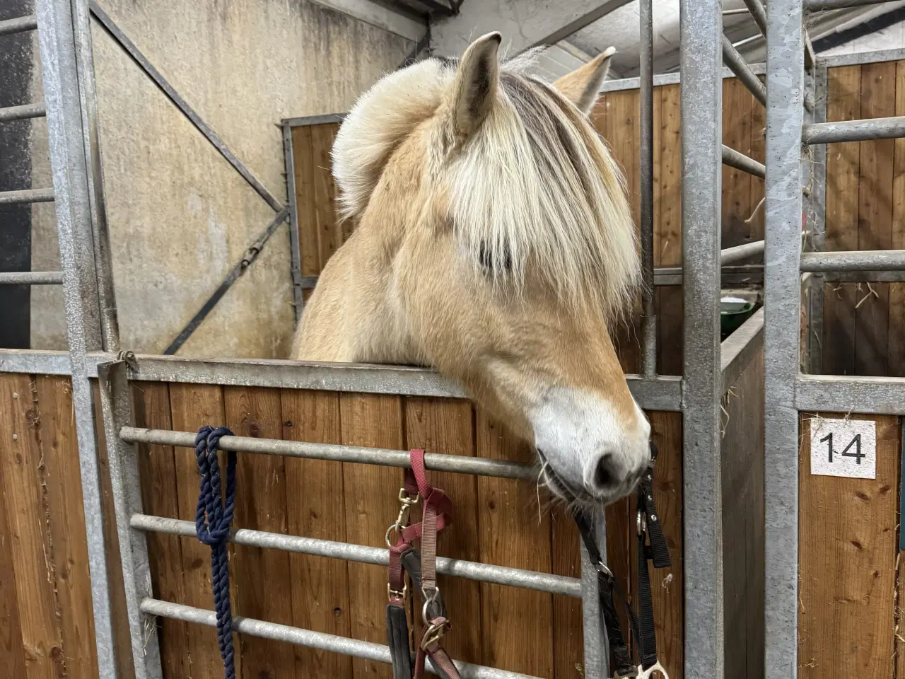 Billede 4 - Sød, ung fjordhest søger nyt hjem