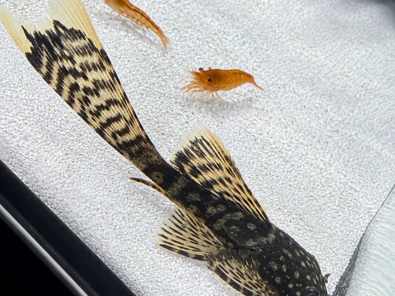 Billede 2 - 🖤Ancistrus / Bristlenose Pleco Longfin – Unger 