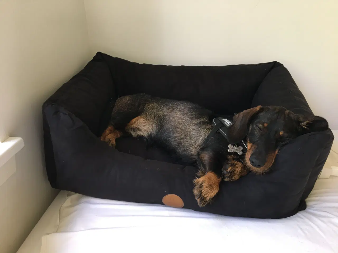 Billede 3 - Ruhåret Gravhund på 4 år