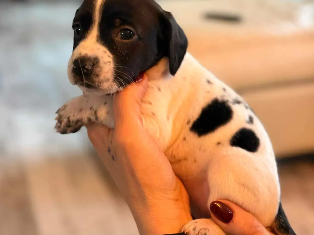 Billede 14 - 🐾 Lækre små vapser søger kærlige hjem 🐾