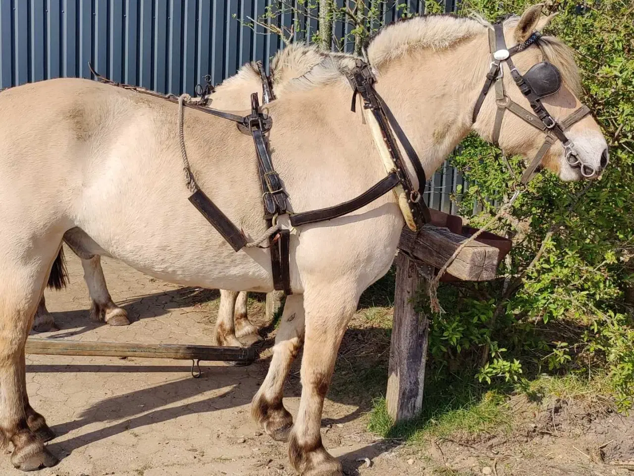 Billede 10 - Fjordhest vallak 8 år