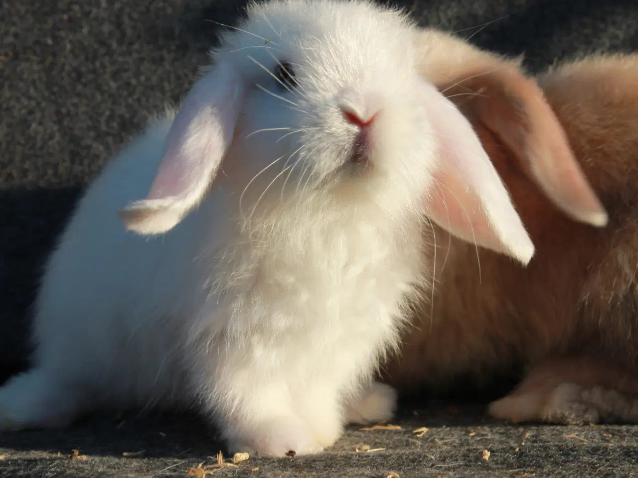 Billede 2 - Dværgvædder/mini lop satin 