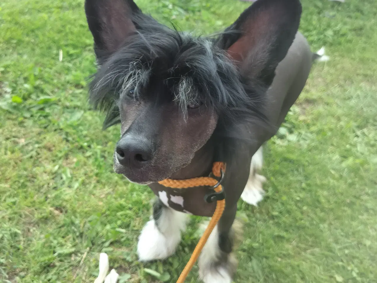Billede 4 - Chinese crested hanhund med dkk stamtavle 
