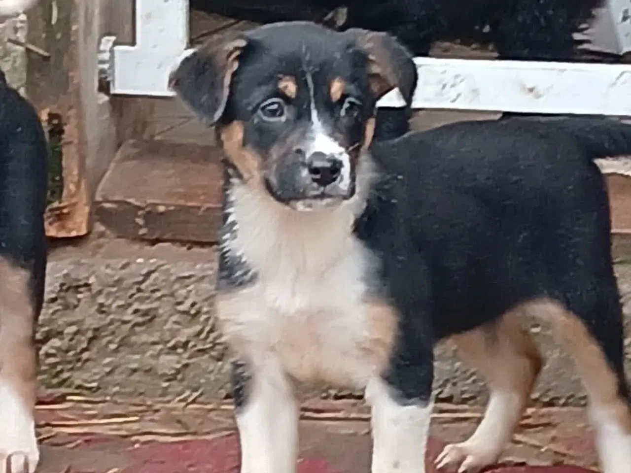 Billede 5 - Alfi leder efter sin egen familie 🩵