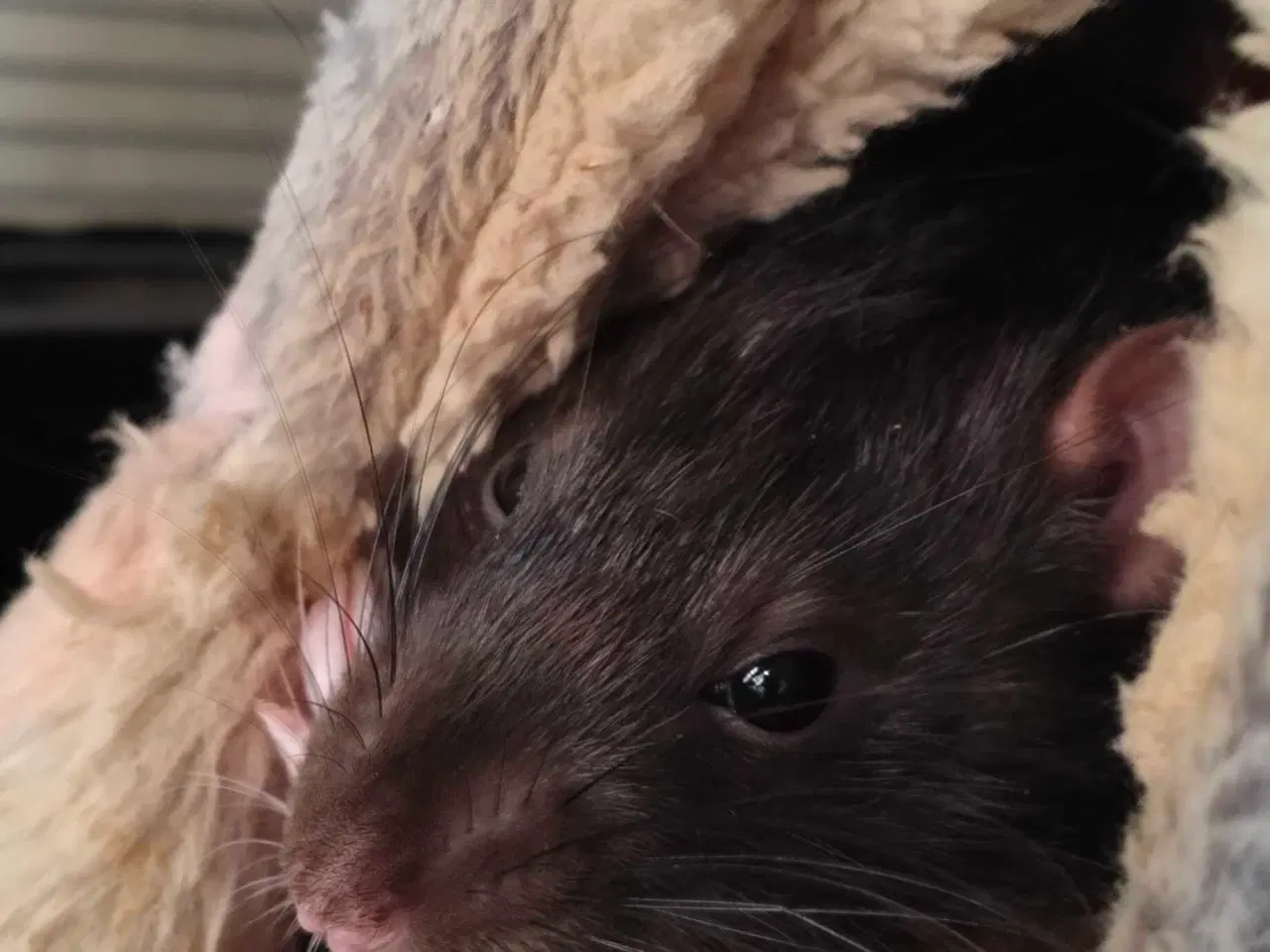 Billede 5 - Rotte til slag