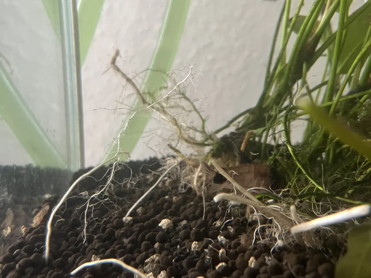 Billede 3 - Fisk gratis