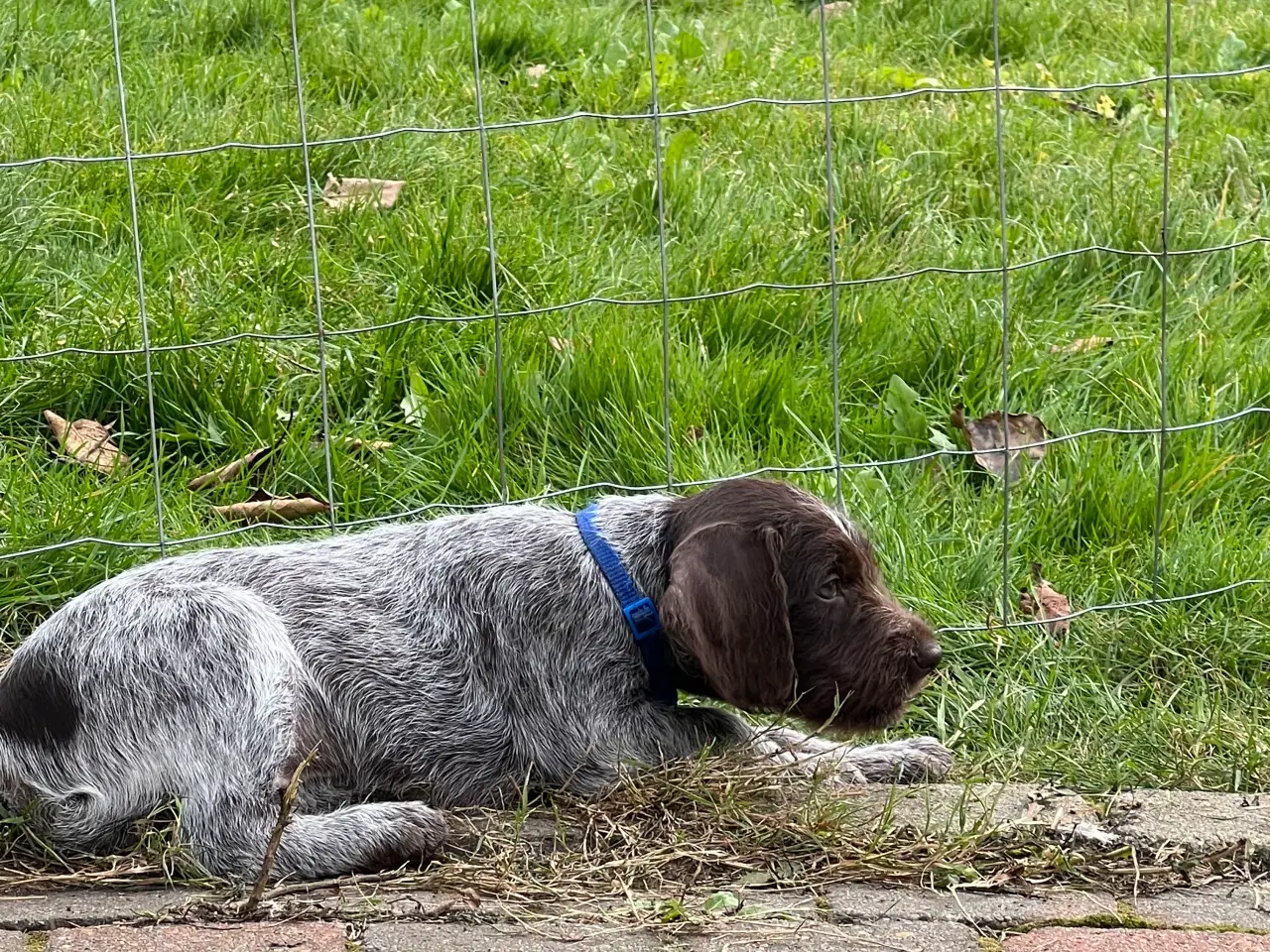 Billede 2 - Ruhåret hønsehund hvalpe