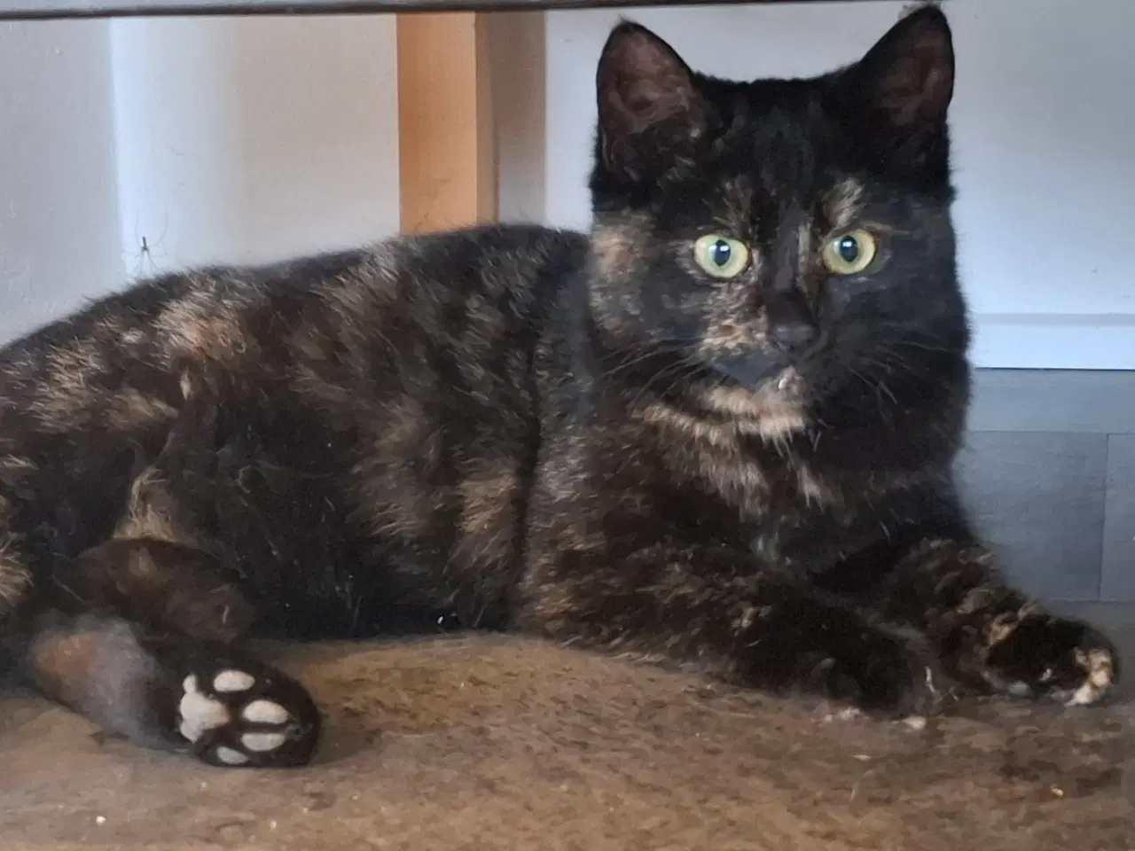 Billede 3 - Hun killing søger et hjem