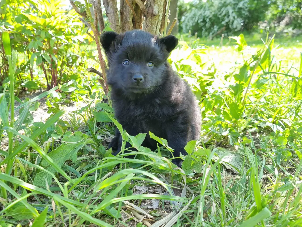 Billede 4 - Svensk lapphund 