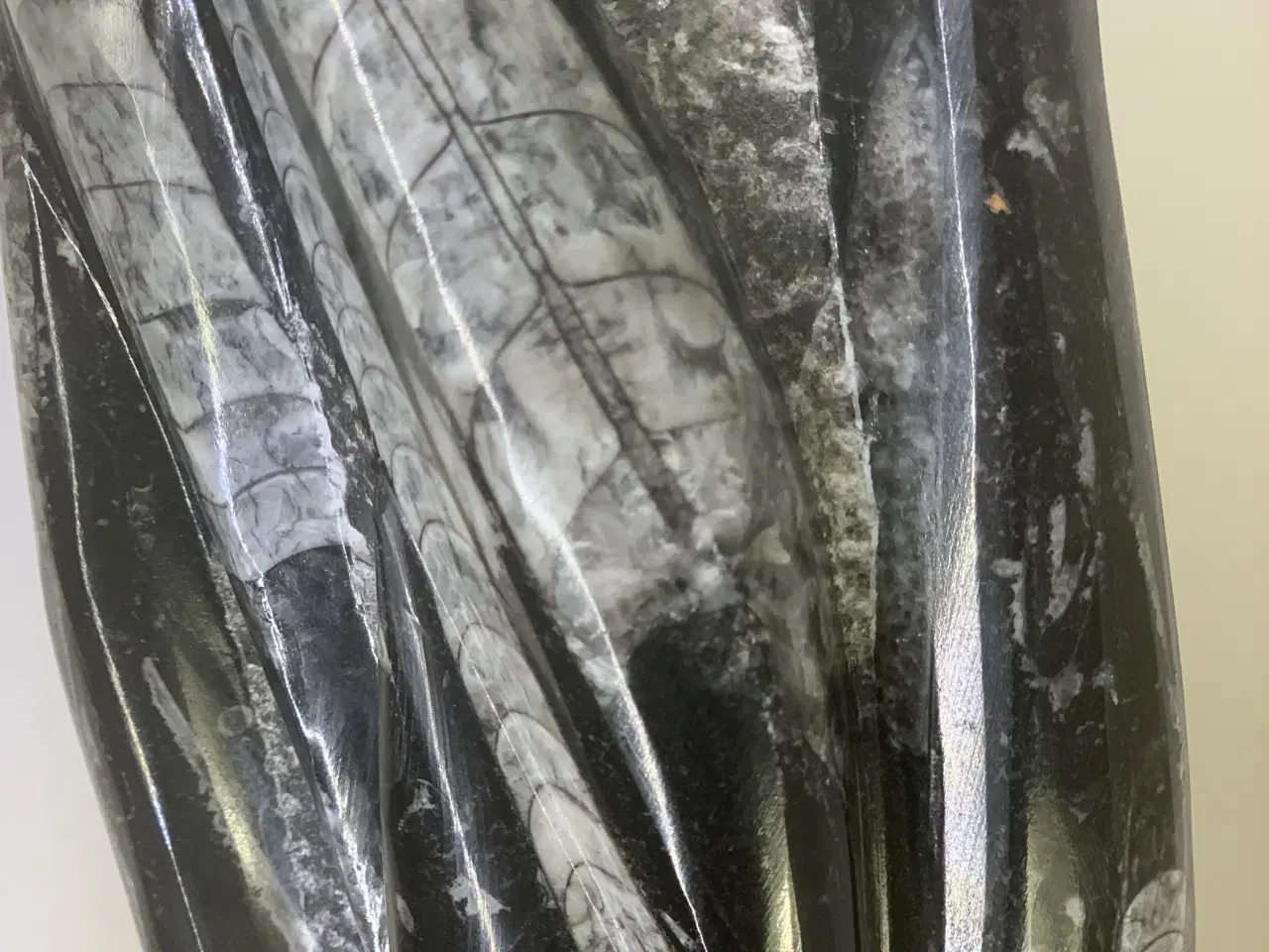 Billede 3 - Unik og meget gammel fossilsten – sjældent fund