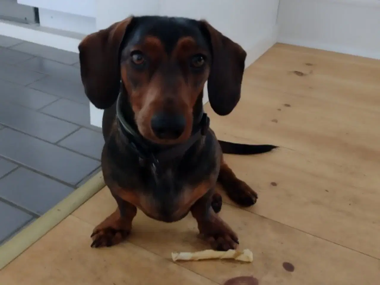 Billede 9 - Korthåret gravhunde hvalpe 