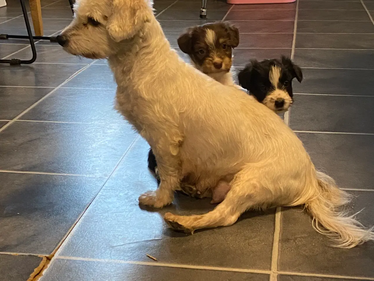 Billede 10 - Border collie / Coton de Tulear