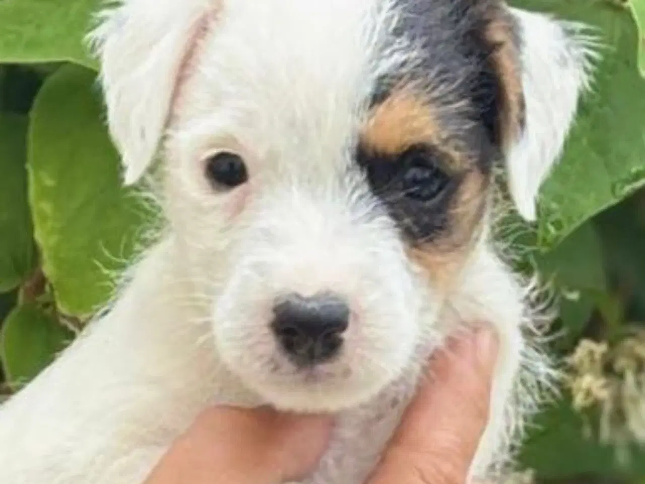 Billede 3 - Cnuddel (Parson Jack Russel Terrier)