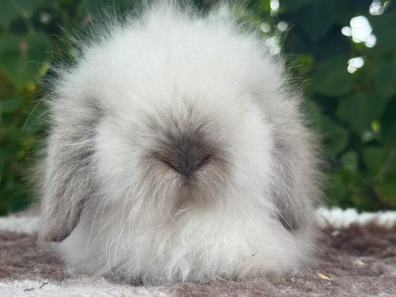 Billede 6 - Mini lion lop pige