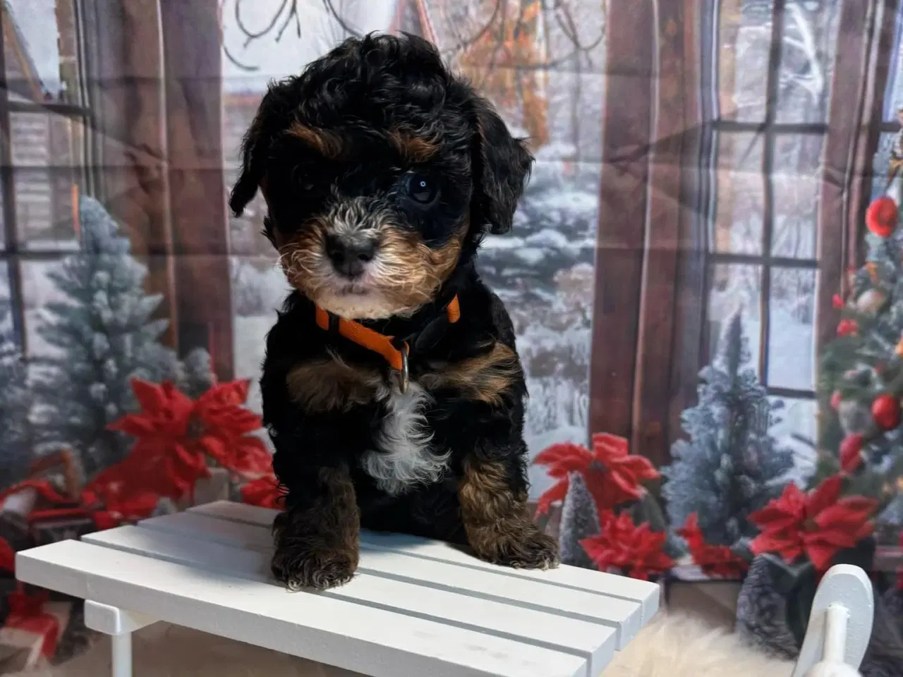 Billede 5 - Cavapoo  Miniature til januar