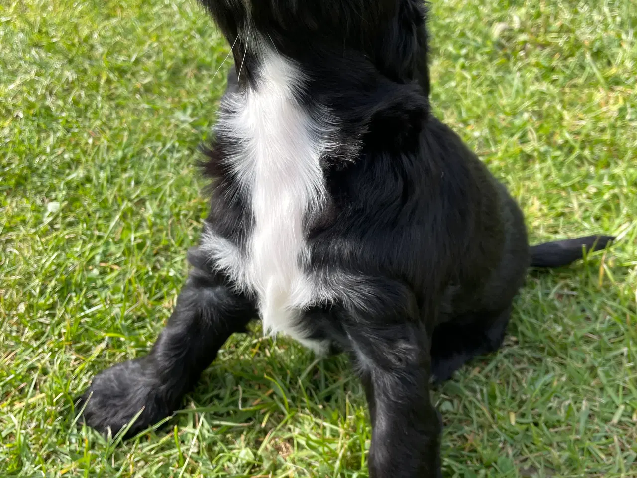 Billede 7 - Kun 1 tilbage. Cocker Spaniel hvalpe klar 18/5
