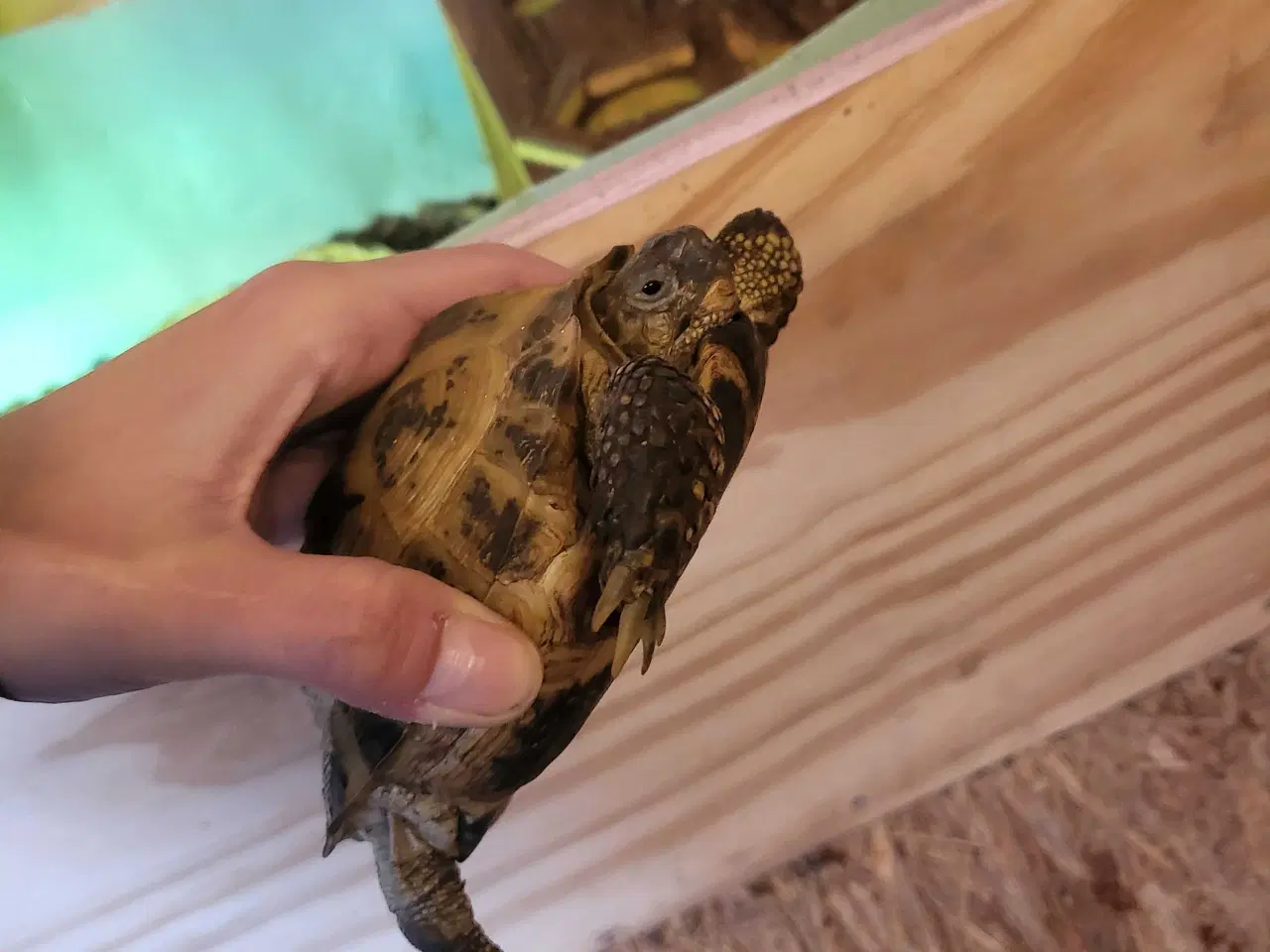 Billede 2 - Russisk landskildpadde.