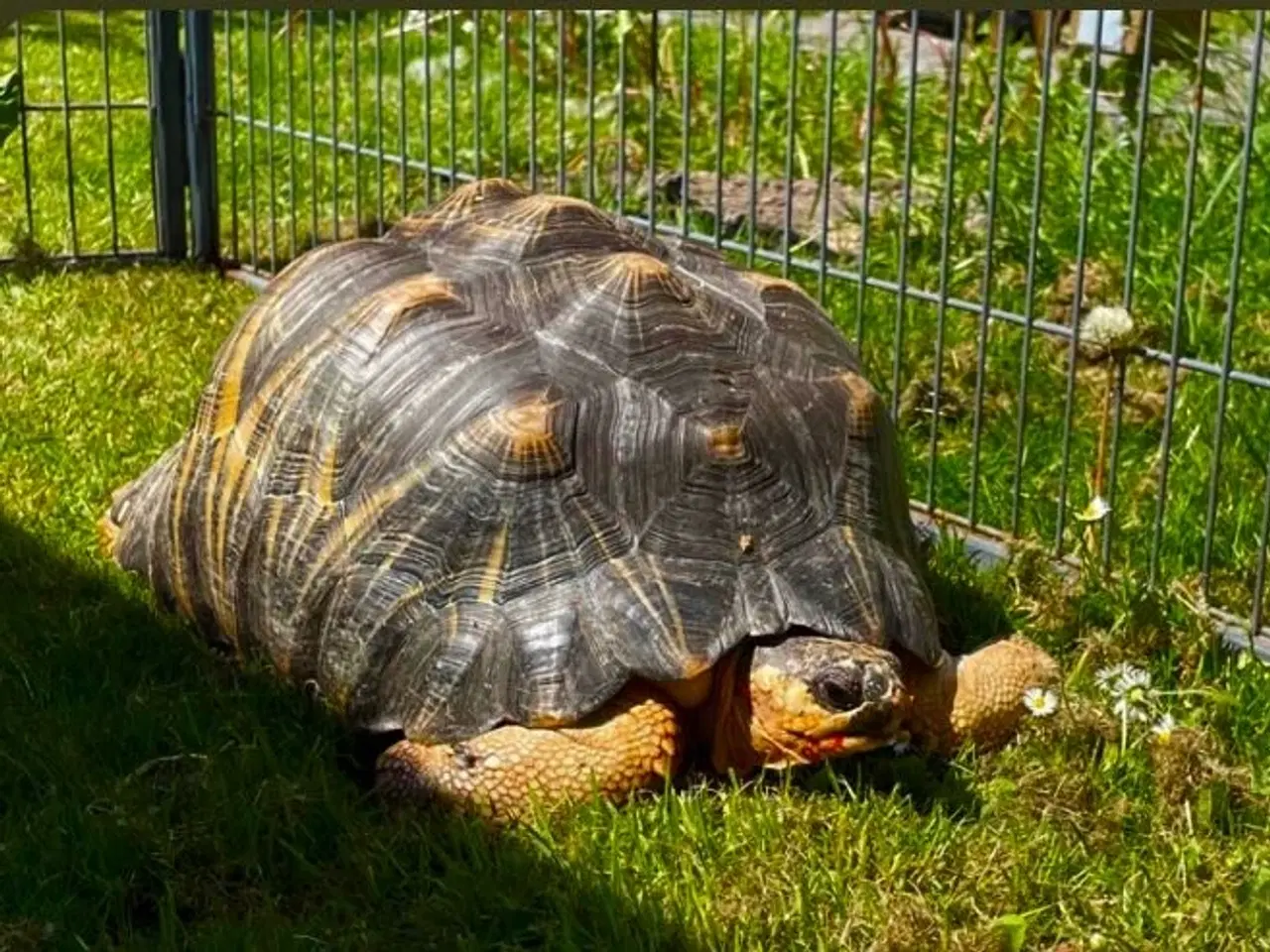 Billede 1 -  Astrochelys Radiata