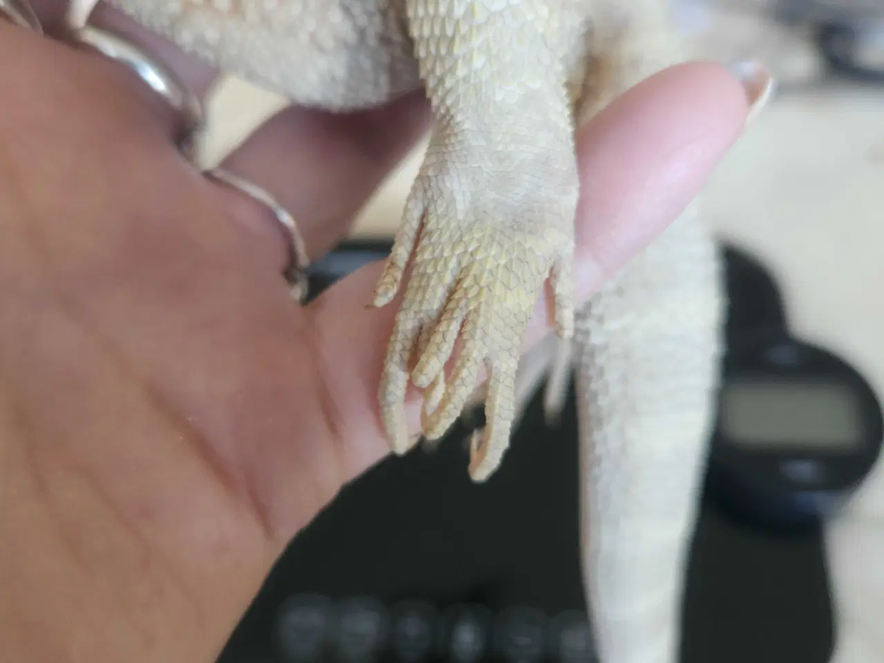 Billede 2 - Skægagame