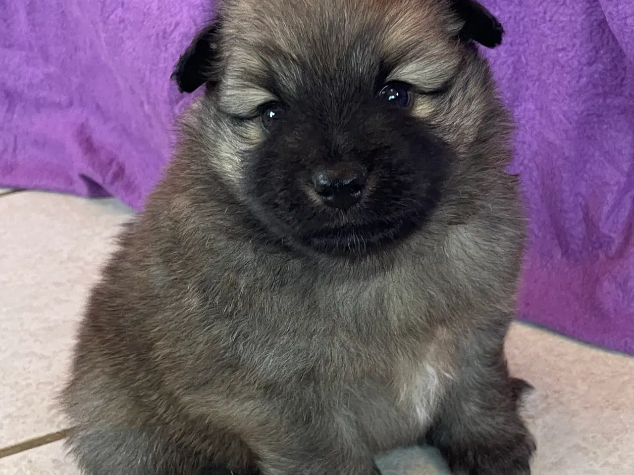 Billede 2 - Skønne Mittelspitz hvalpe søger nyt hjem