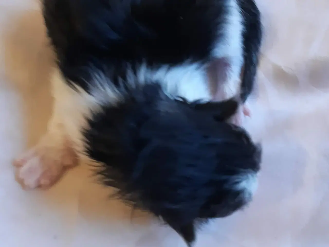 Billede 2 - Maine Coon killinger, klar 17 juni