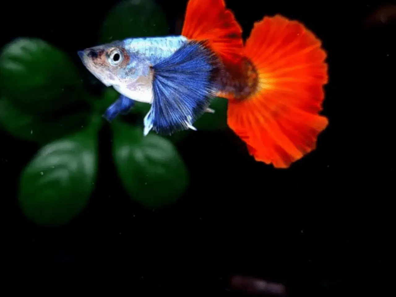 Billede 1 - Guppy platinium blue red koi