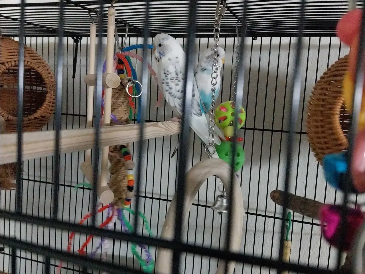 Billede 4 - 2 undulater