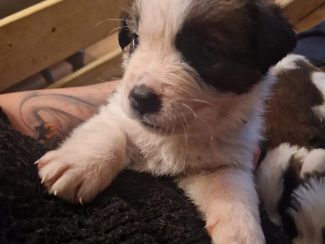 Billede 17 - 9 sankt bernhard hvalpe søg nyt hjem