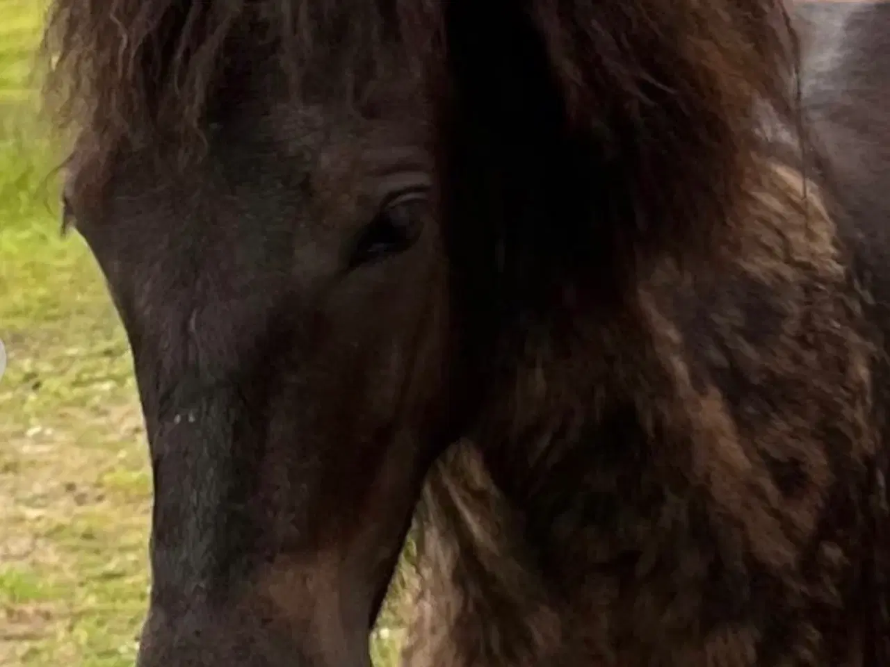 Billede 3 - Sød og lækker 3 års hoppe
